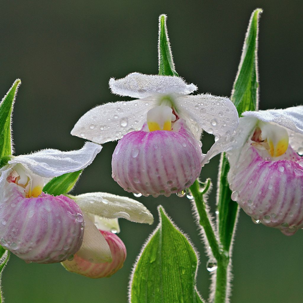 Cypripedium reginae - Vrouwenschoentje