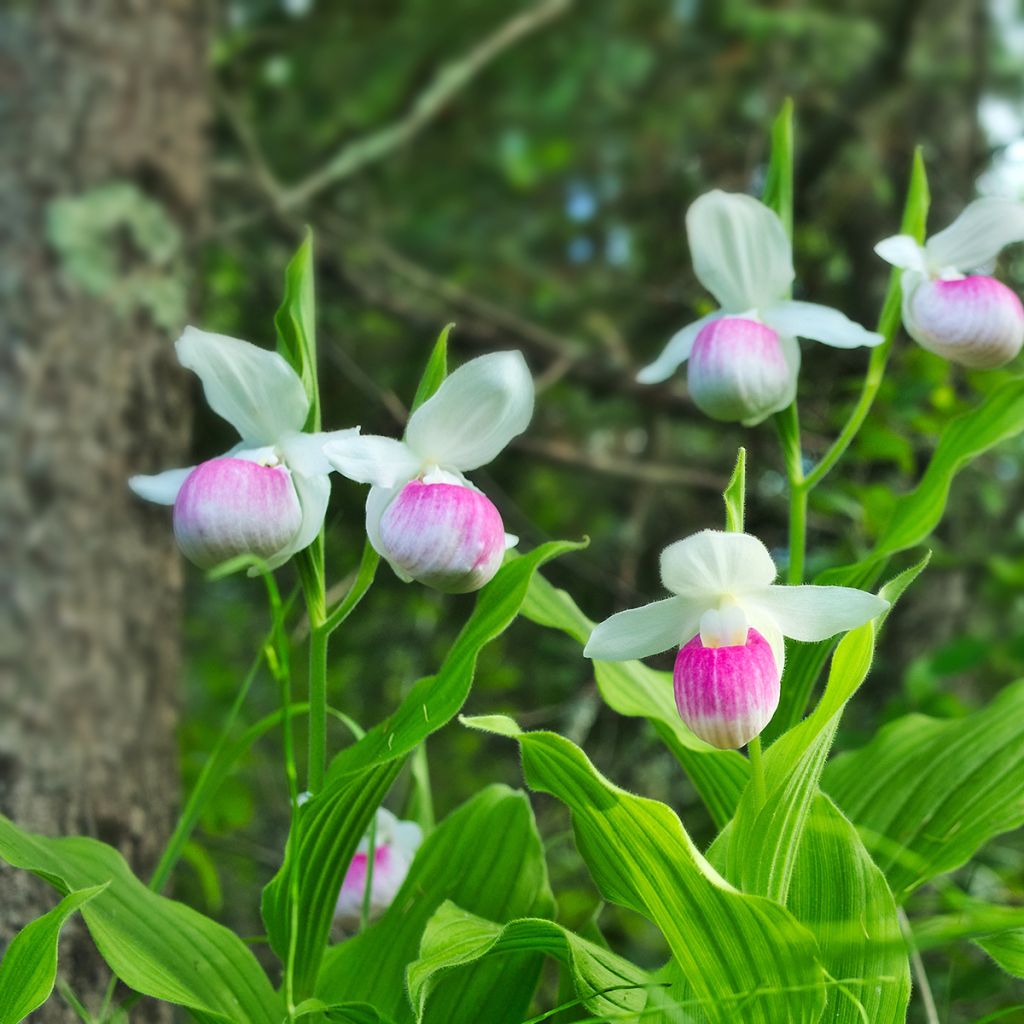 Cypripedium reginae - Vrouwenschoentje