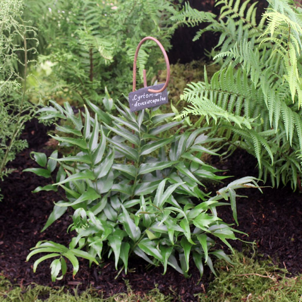 Cyrtomium devexiscapulae - Ijzervaren