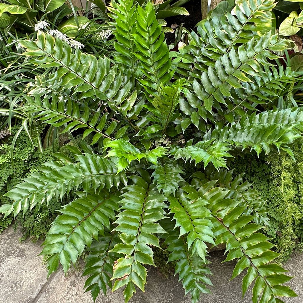 Cyrtomium falcatum - IJzervaren