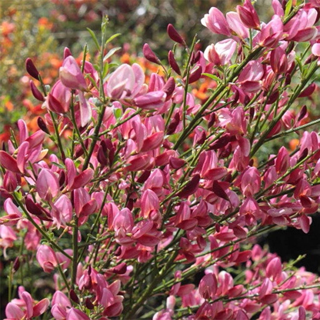 Cytisus praecox Hollandia - Brem
