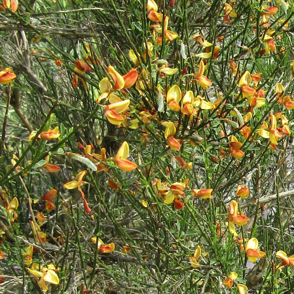 Cytisus scoparius Apricot Gem - Brem
