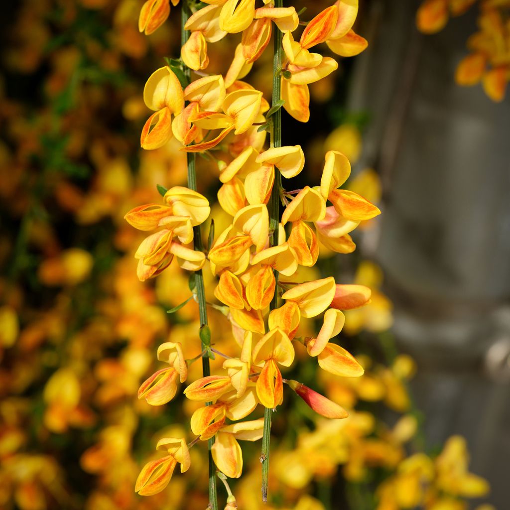 Cytisus scoparius Apricot Gem - Brem
