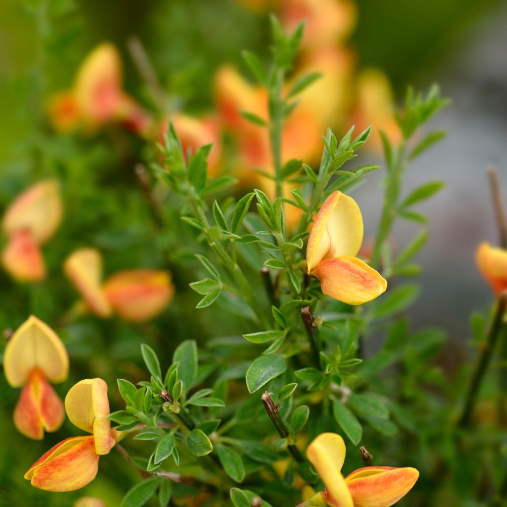 Cytisus scoparius Apricot Gem - Brem