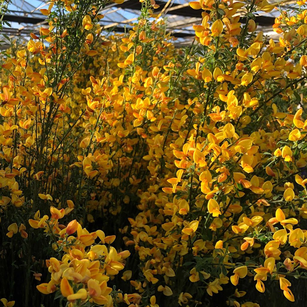 Cytisus scoparius Apricot Gem - Brem