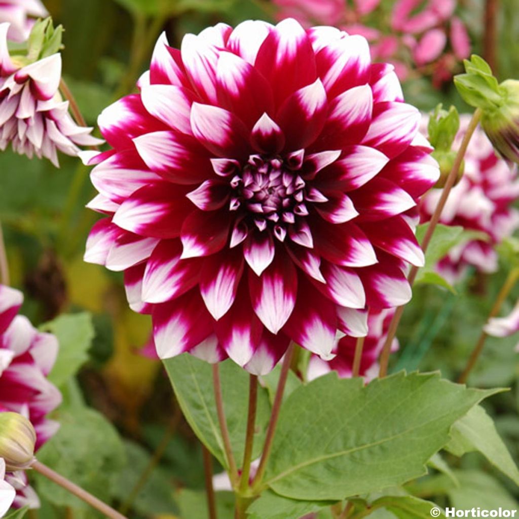 Dahlia Deuil du Roi Albert