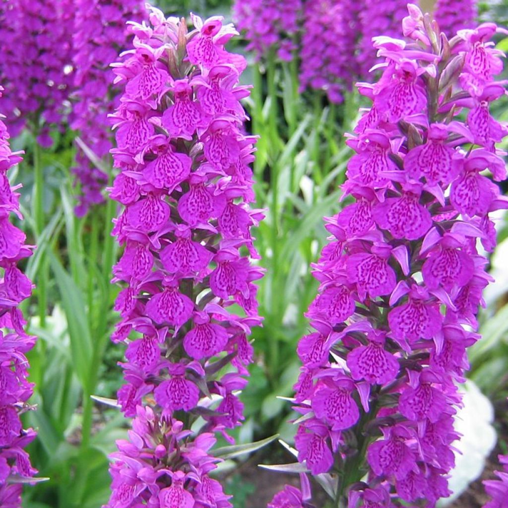 Dactylorhiza foliorella - Handekenskruid