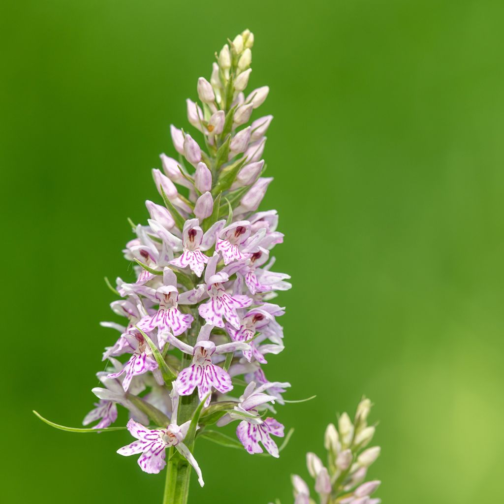 Dactylorhiza fuchsii - Bosorchis