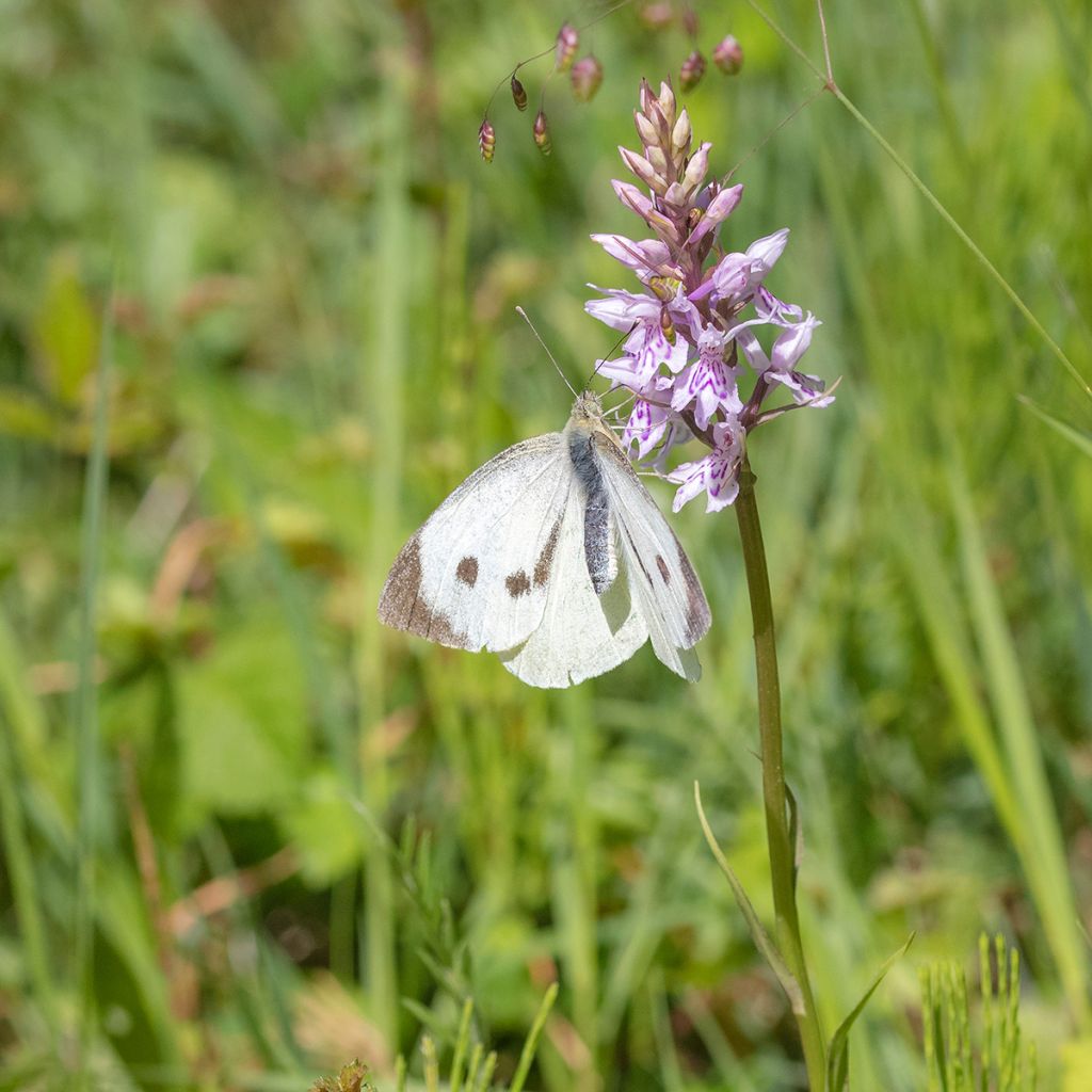 Dactylorhiza fuchsii - Bosorchis