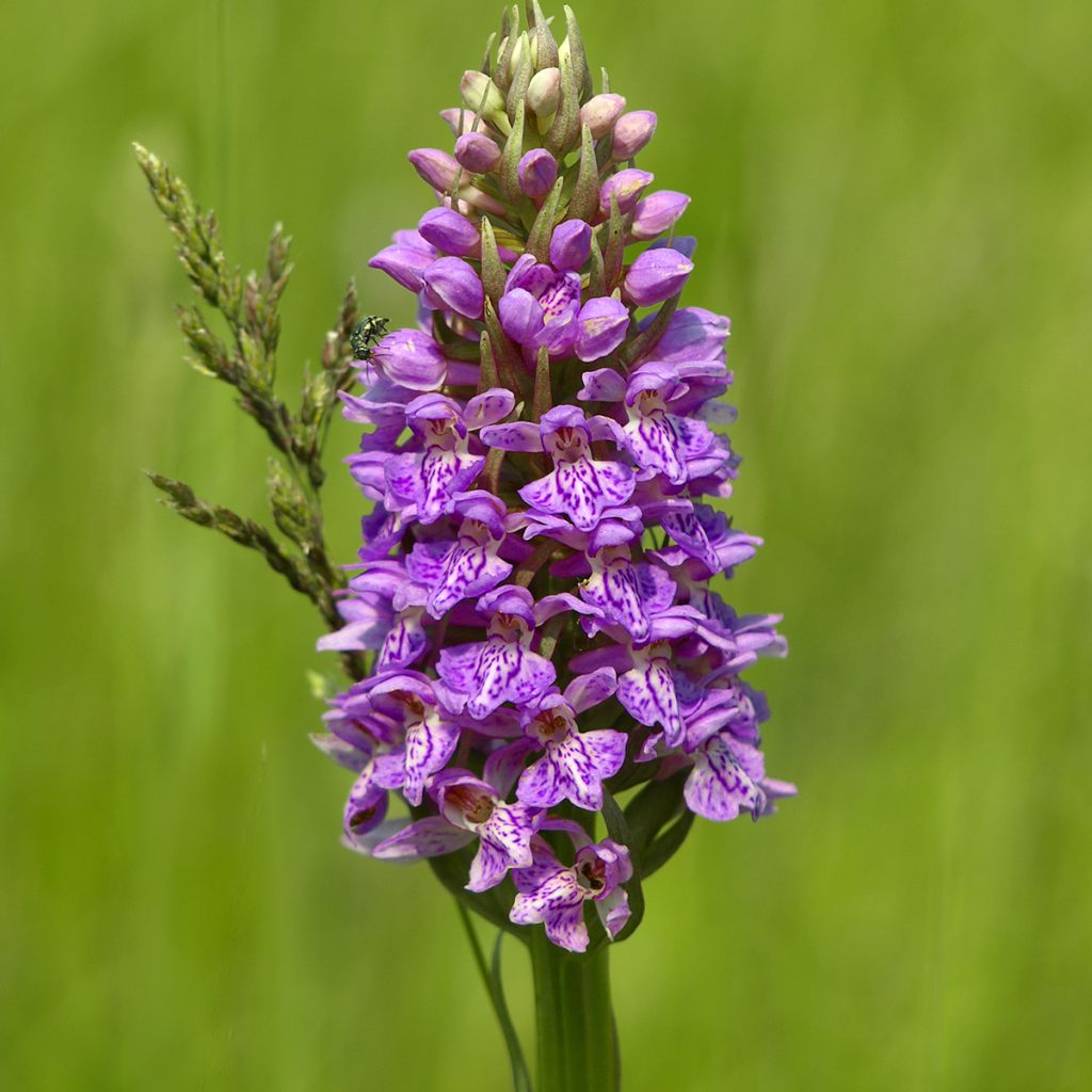 Dactylorhiza maculata - Gevlekte orchis