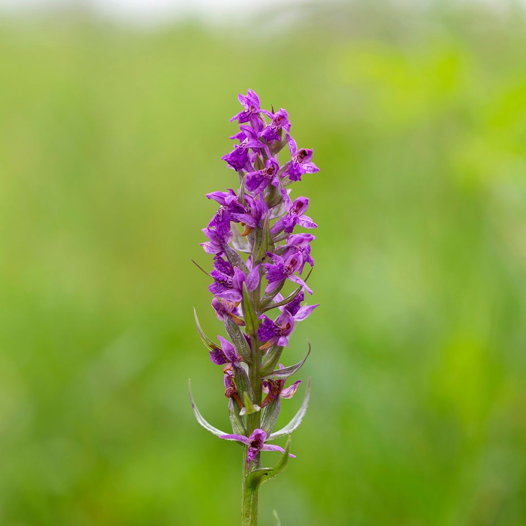 Dactylorhiza majalis - Brede orchis