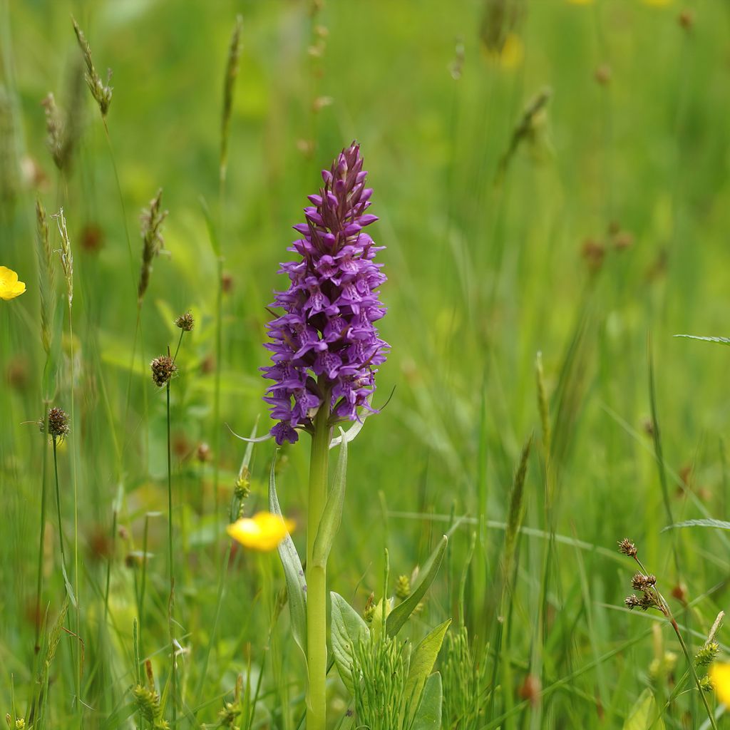 Dactylorhiza praetermissa - Rietorchis