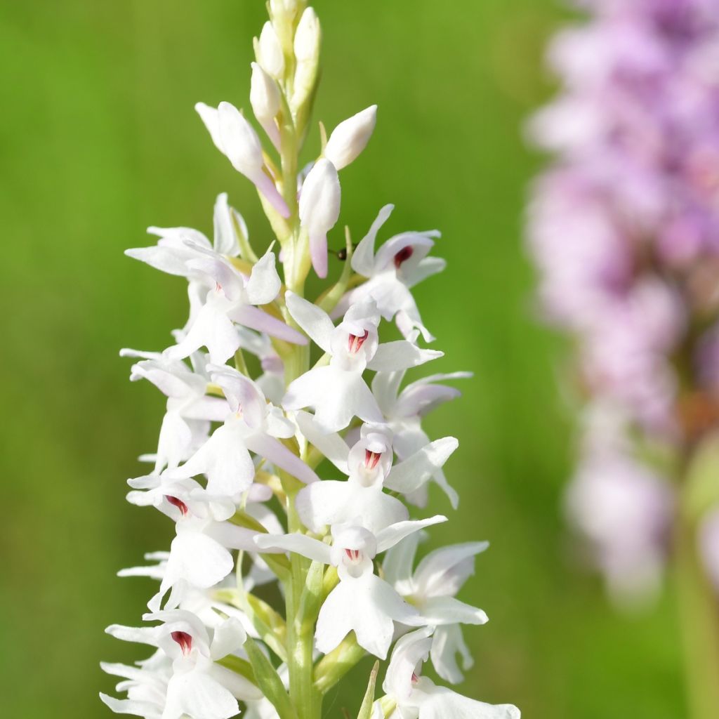 Dactylorhiza fuchsii Alba - Bosorchis