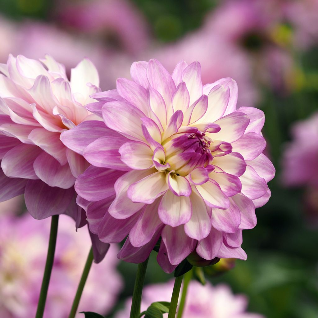 Dahlia El Paso - baldahlia