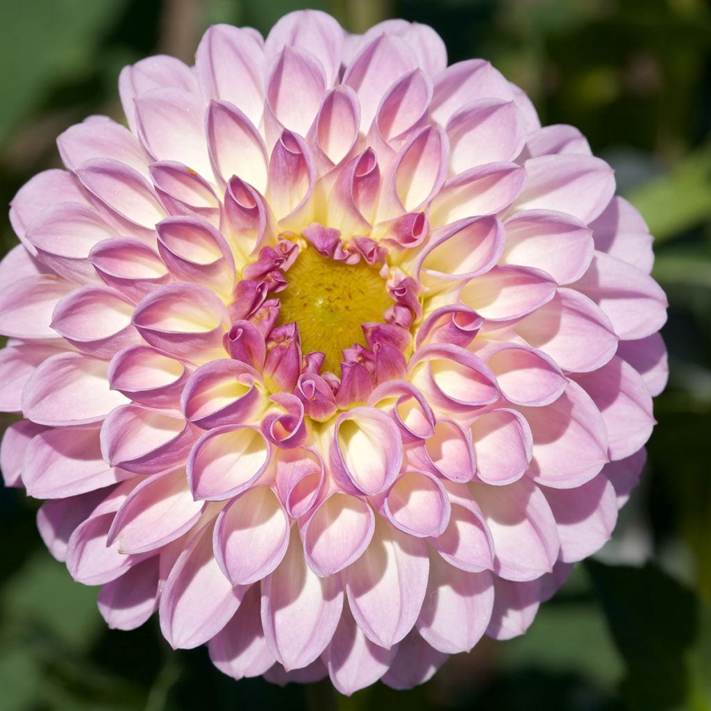 Dahlia El Paso - baldahlia