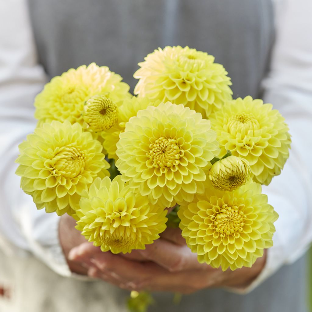 Dahlia Blyton Golden Girl - baldahlia