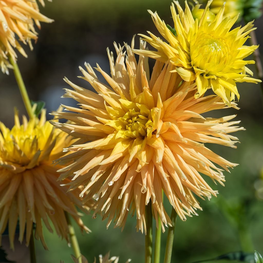 Dahlia Mingus Joshua - Fimbriata-dahlia