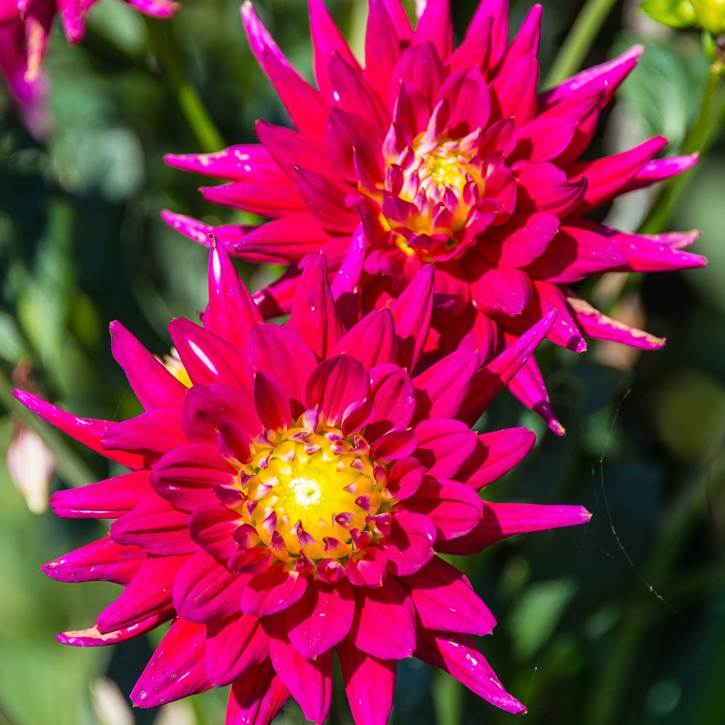 Dahlia Karma Purple Corona - cactusdahlia