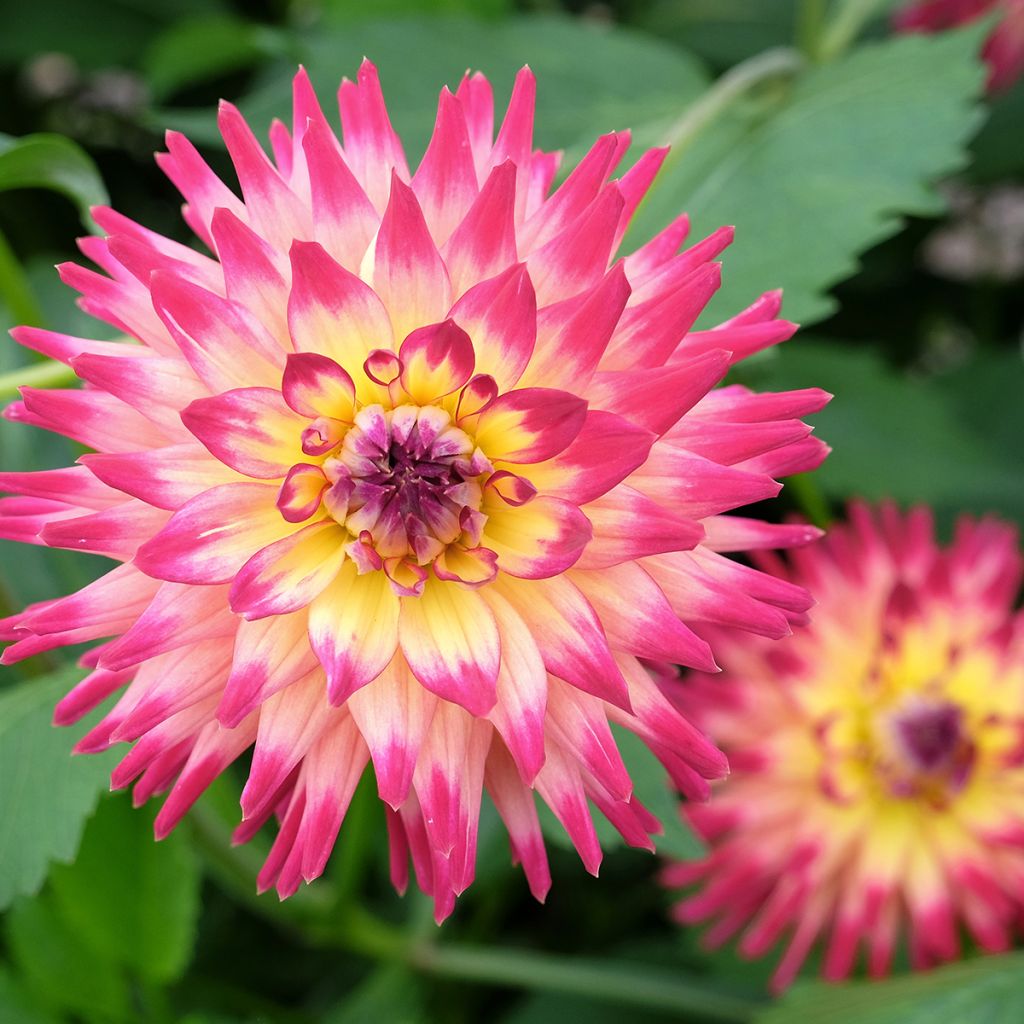 Dahlia cactus Mingus Julie