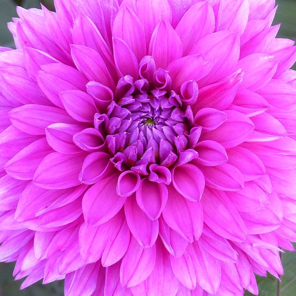 Dahlia Décoratif Evening Breeze