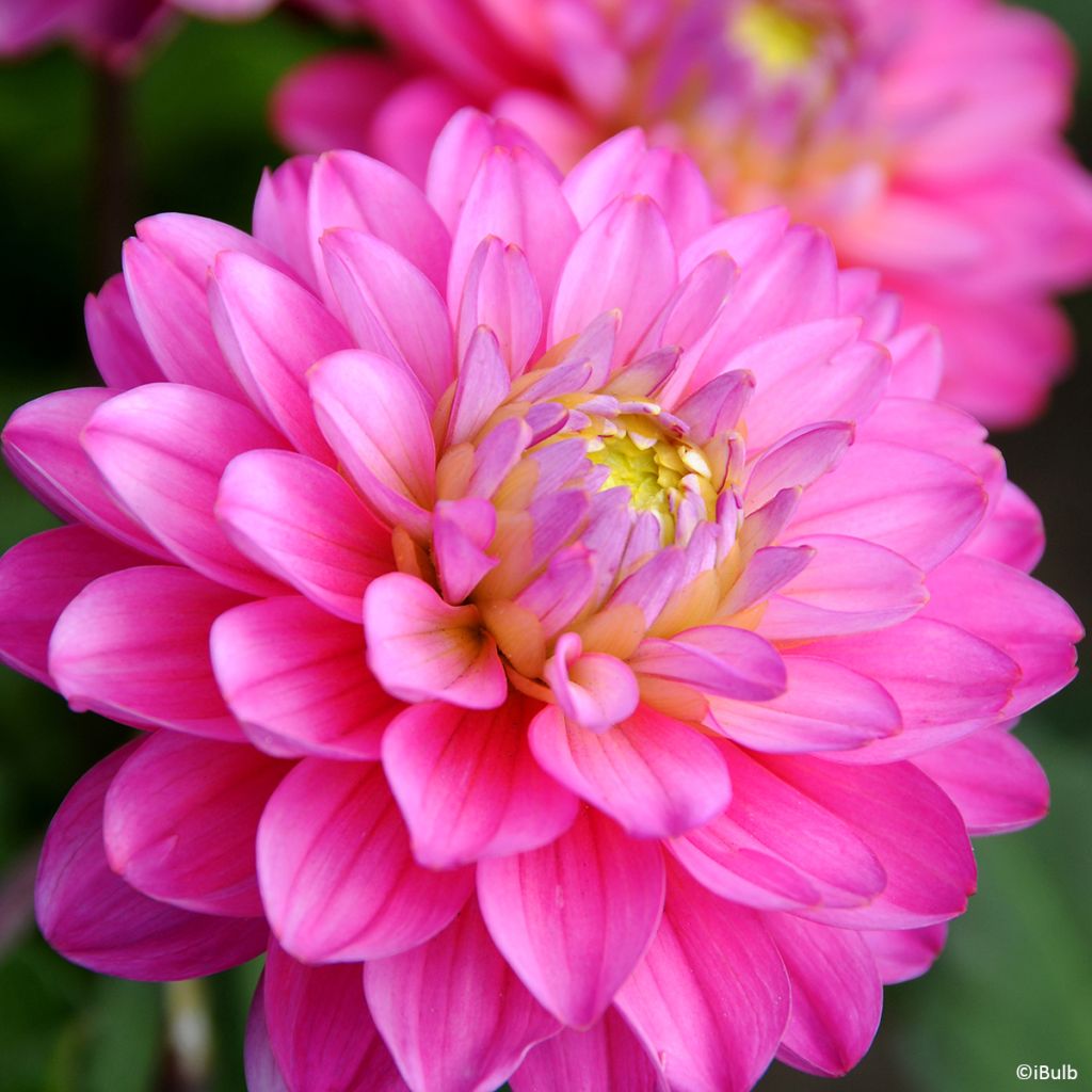 Dahlia Melody Allegro - dwergdahlia