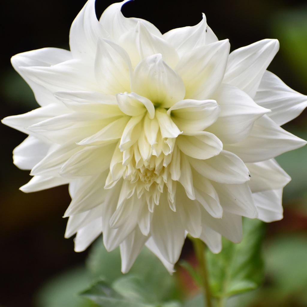 Dahlia Snowbound - grootbloemige dahlia