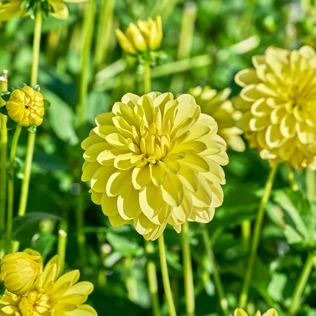 Dahlia Sunlady - decoratieve dahlia