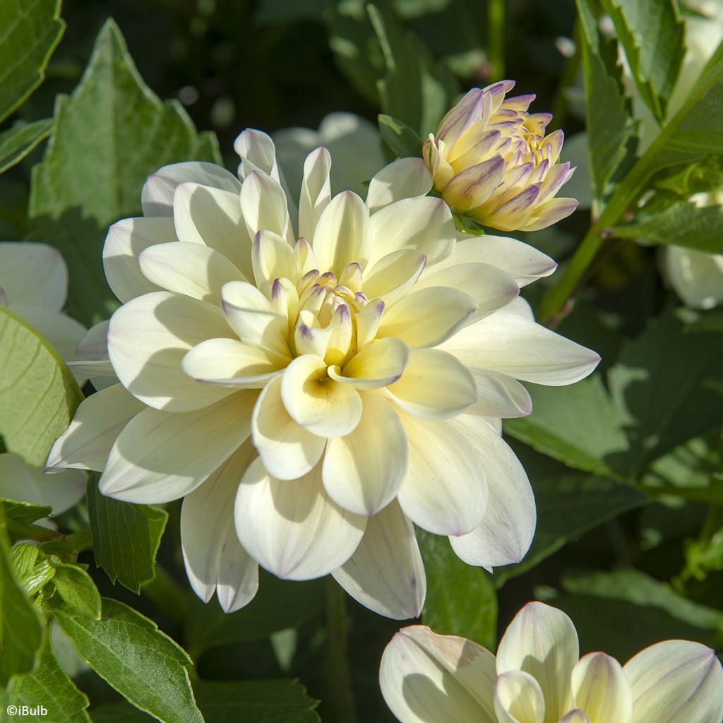 Dahlia Lake Carey - decoratieve dahlia