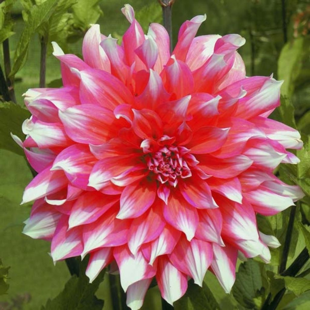 Dahlia décoratif Ella