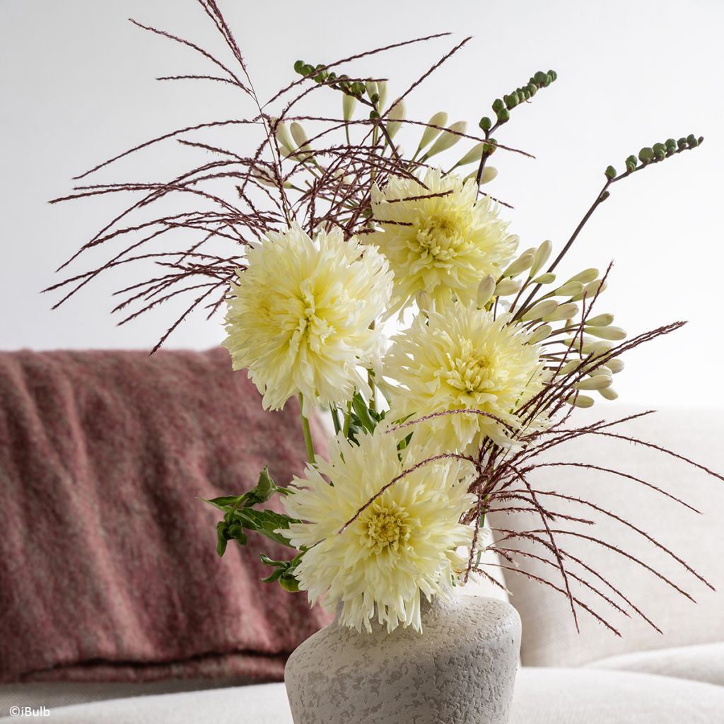 Dahlia Promise - Fimbriata-dahlia