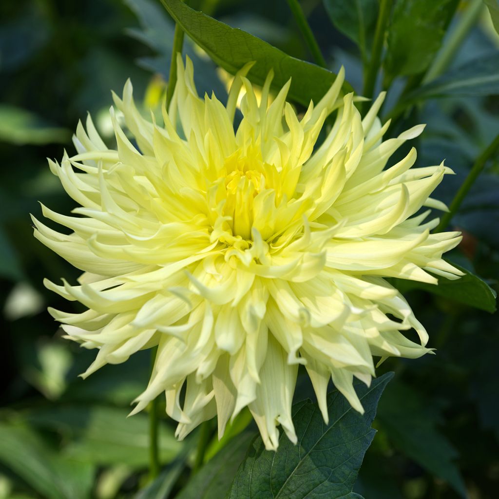 Dahlia Promise - Fimbriata-dahlia