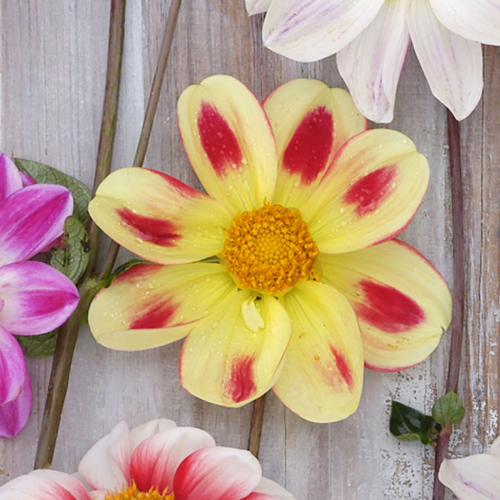 Dahlia Flaming Emperor - perkdahlia