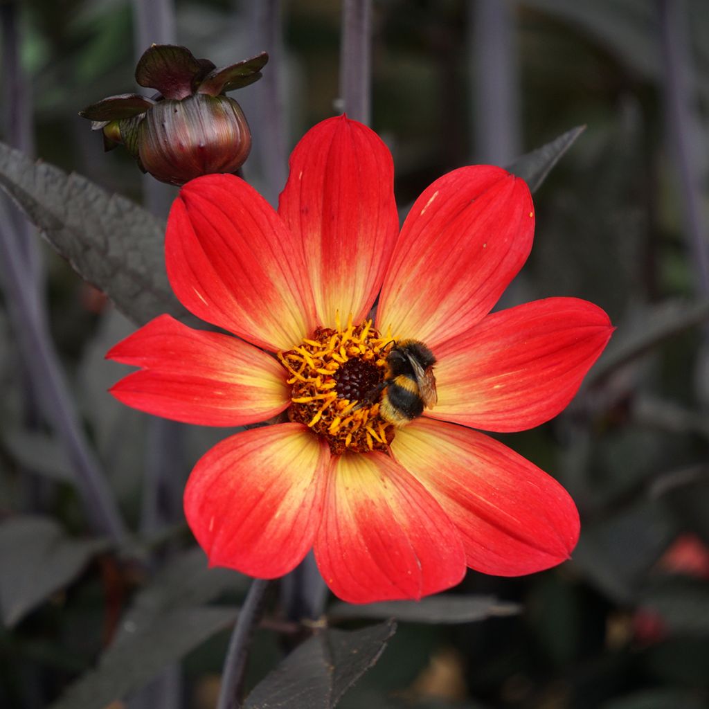 Dahlia Happy Single Flame - donkerbladige dahlia