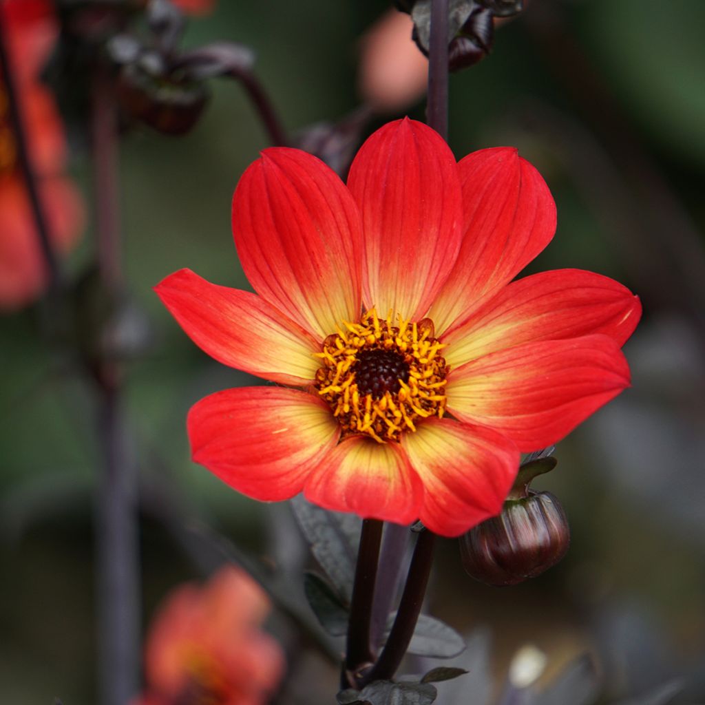 Dahlia Happy Single Flame - donkerbladige dahlia