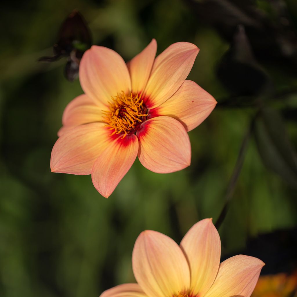 Dahlia Happy Single Kiss - donkerbladige dahlia