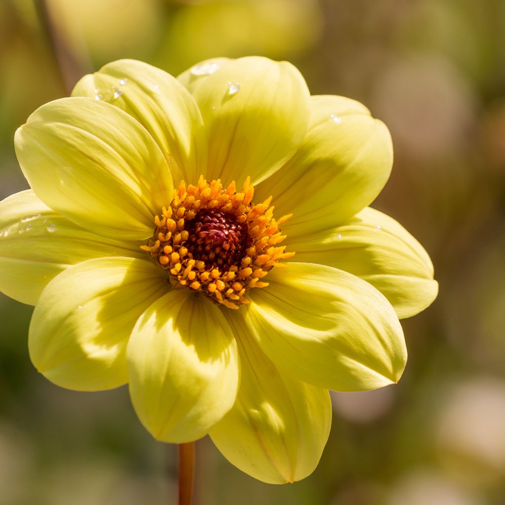 Dahlia Happy Single Party - donkerbladige dahlia