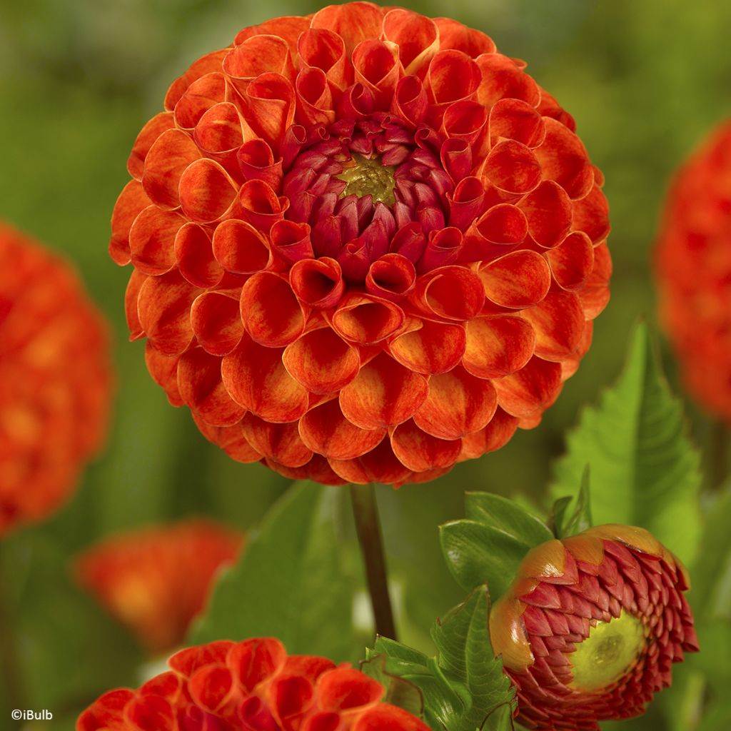 Dahlia balle New Baby