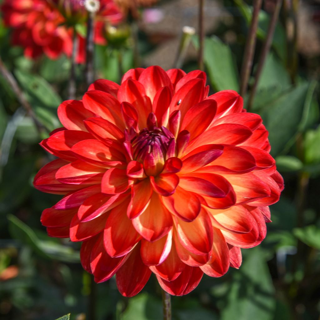 Dahlia Simone - decoratieve dahlia