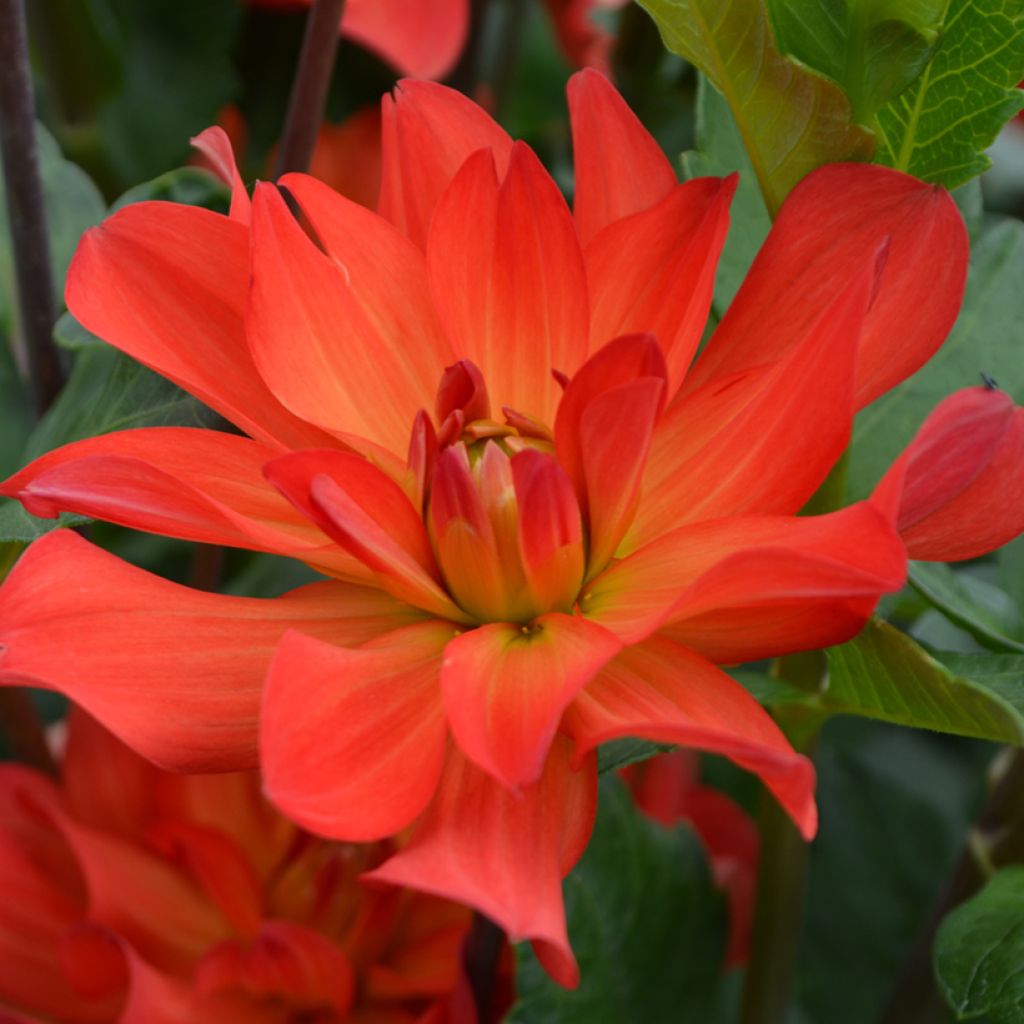 Dahlia Tour du Monde - decoratieve dahlia