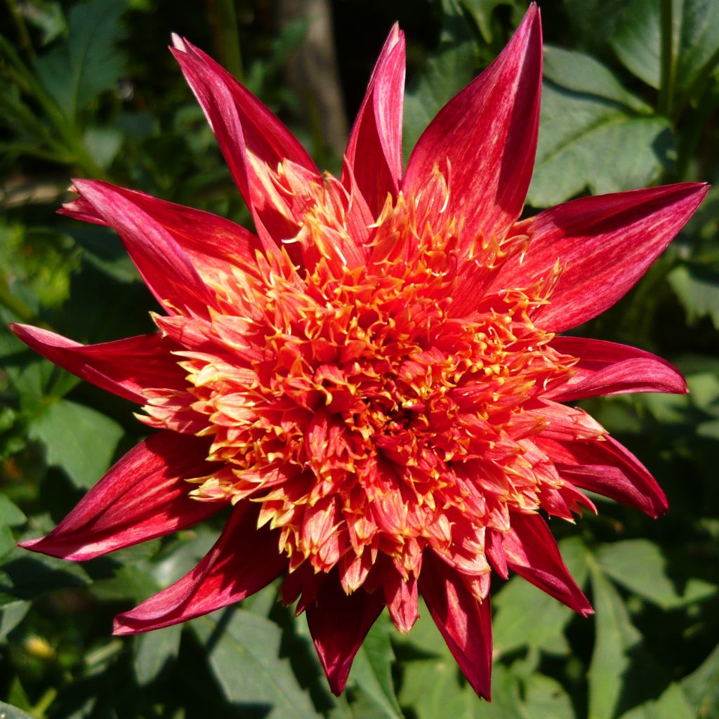 Dahlia à fleurs d'anémone Jive