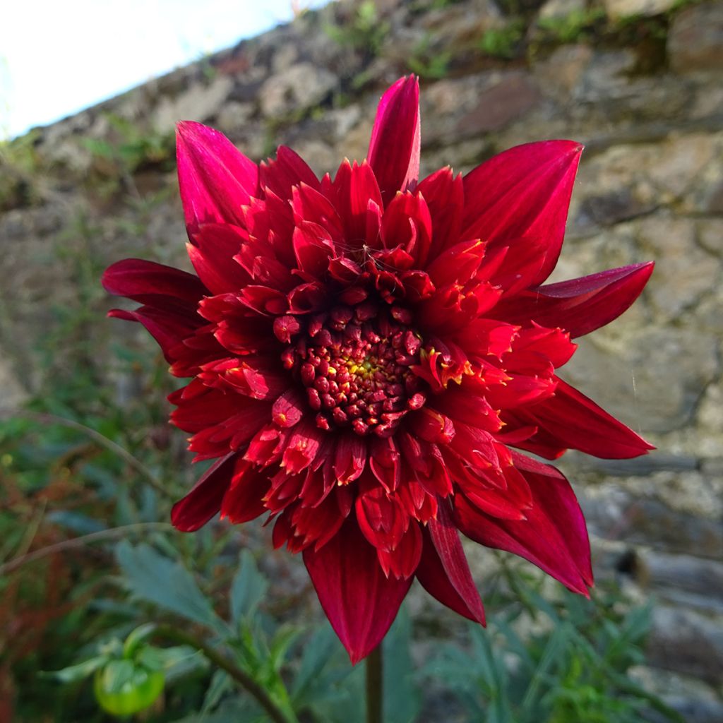 Dahlia Jive - Anemoondahlia