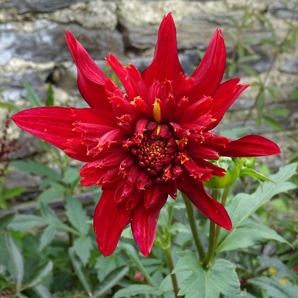 Dahlia Jive - Anemoondahlia