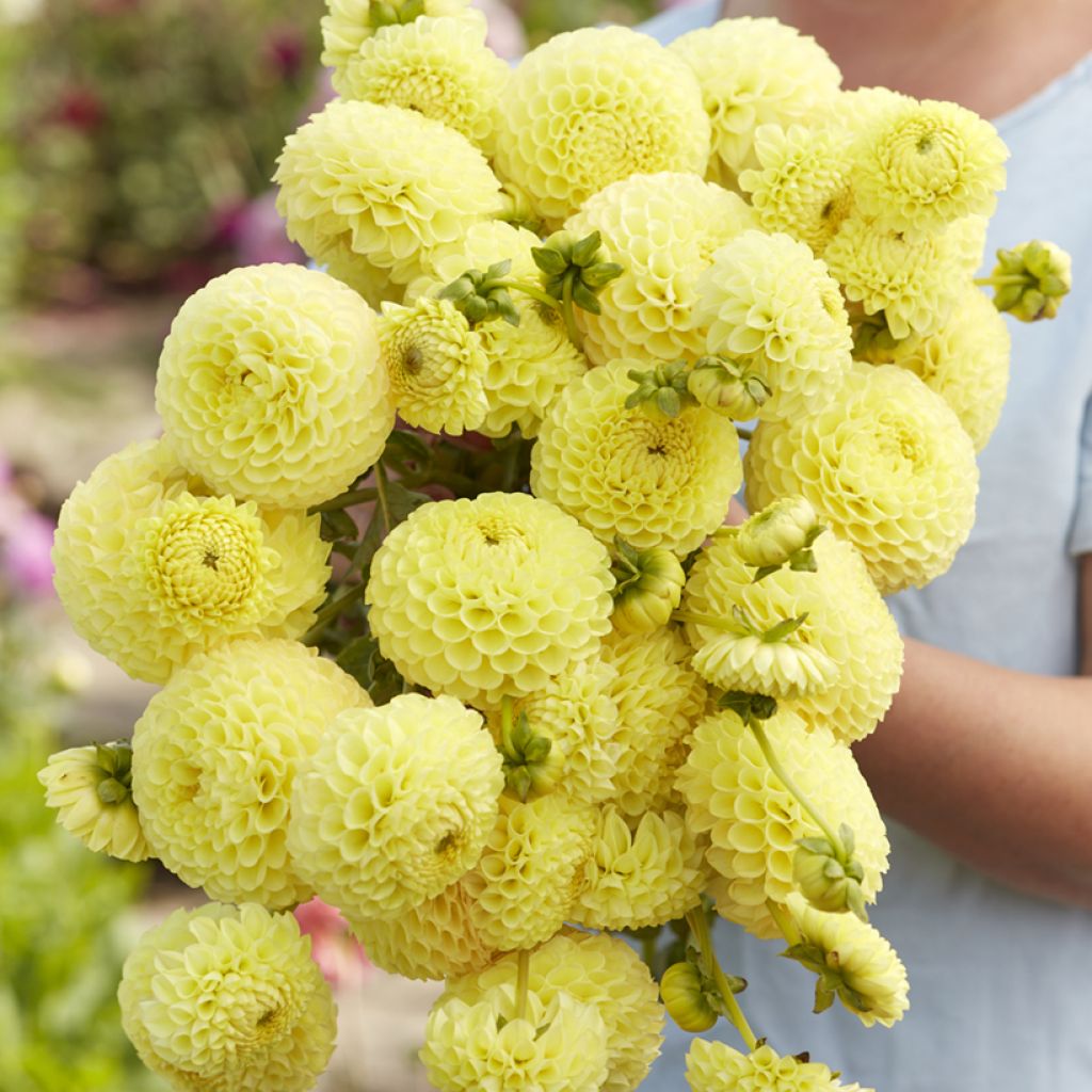 Dahlia Clearview Daniel - baldahlia