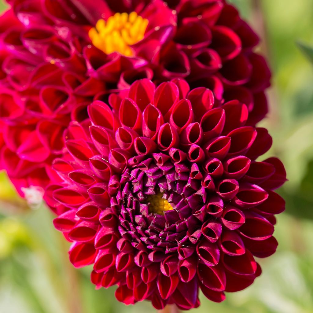 Dahlia Ivanetti - baldahlia