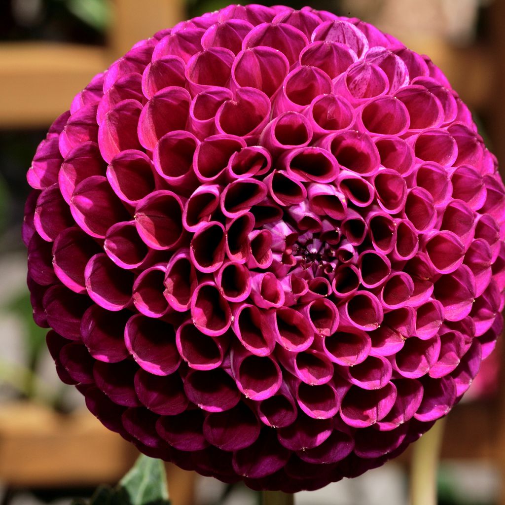 Dahlia Ivanetti - baldahlia