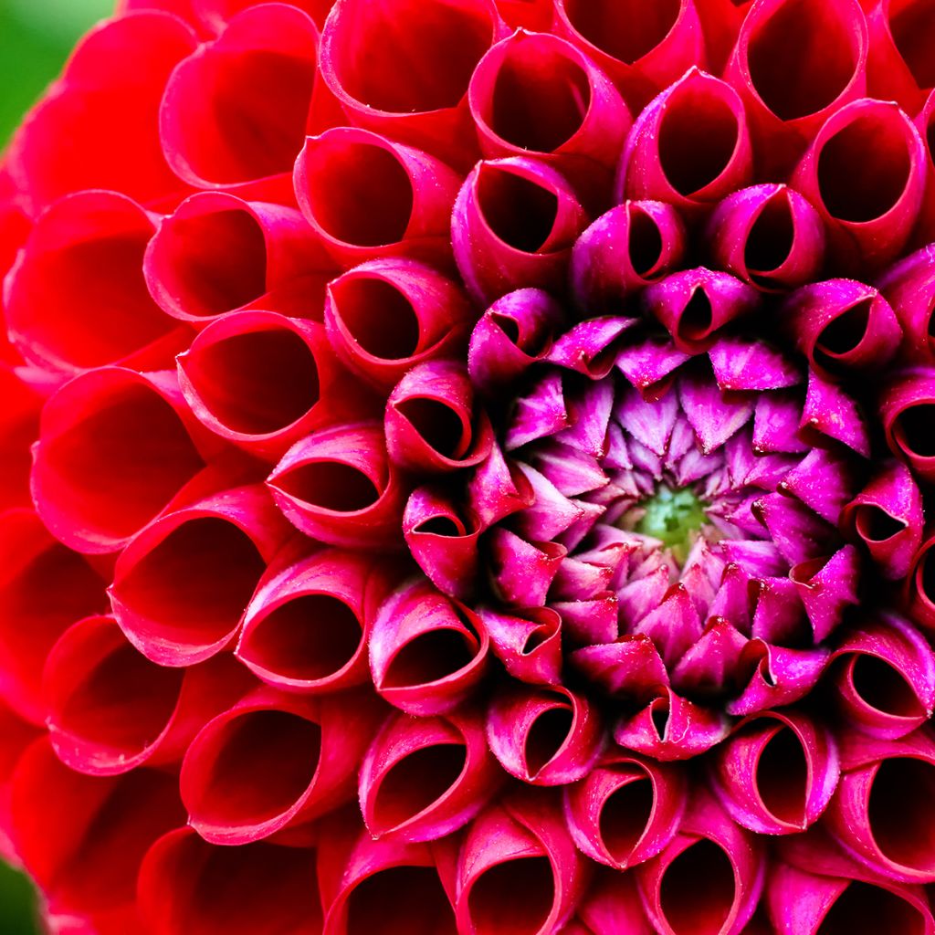 Dahlia Jowey Mirella - baldahlia