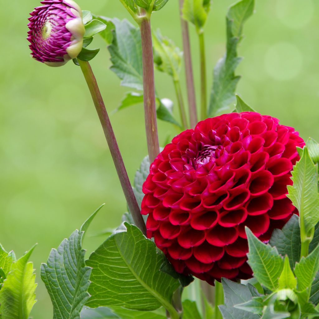 Dahlia Jowey Mirella - baldahlia