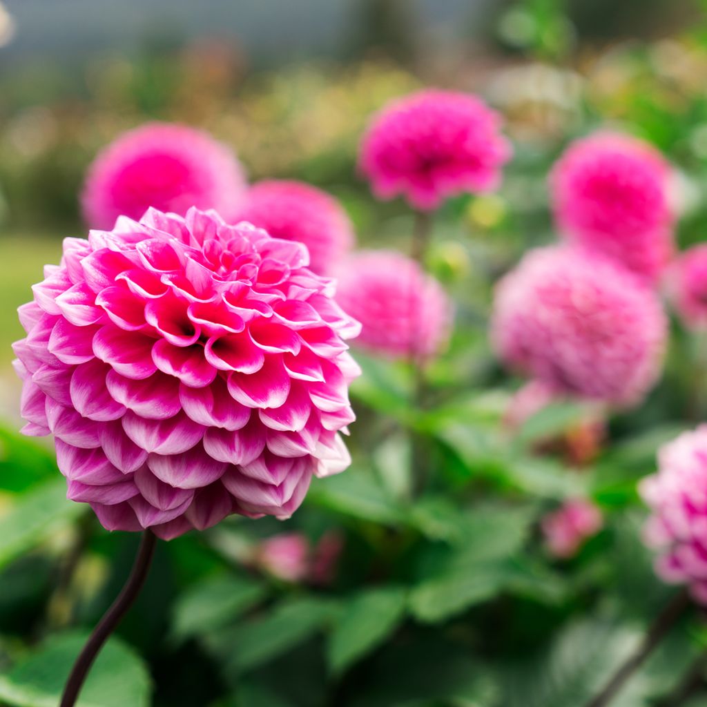 Dahlia Peter - baldahlia