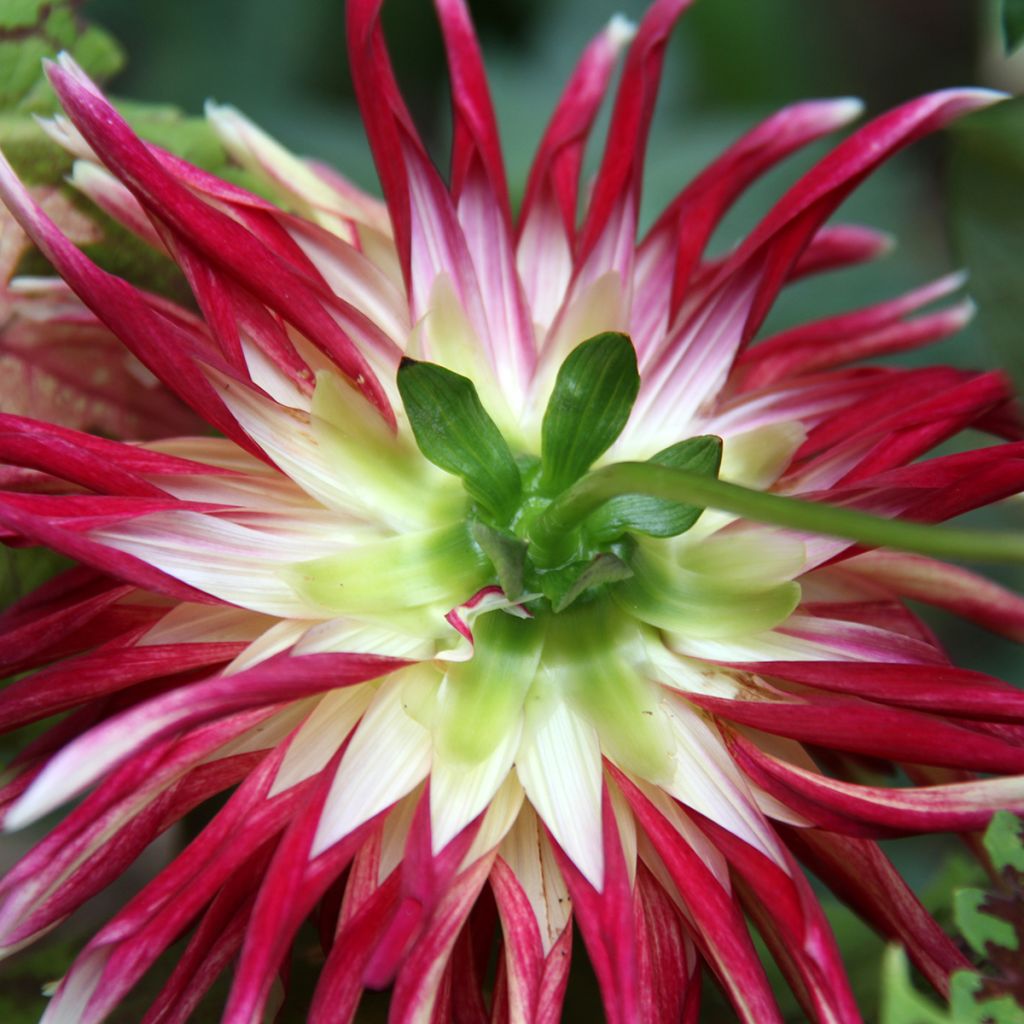 Dahlia Friquolet - cactusdahlia