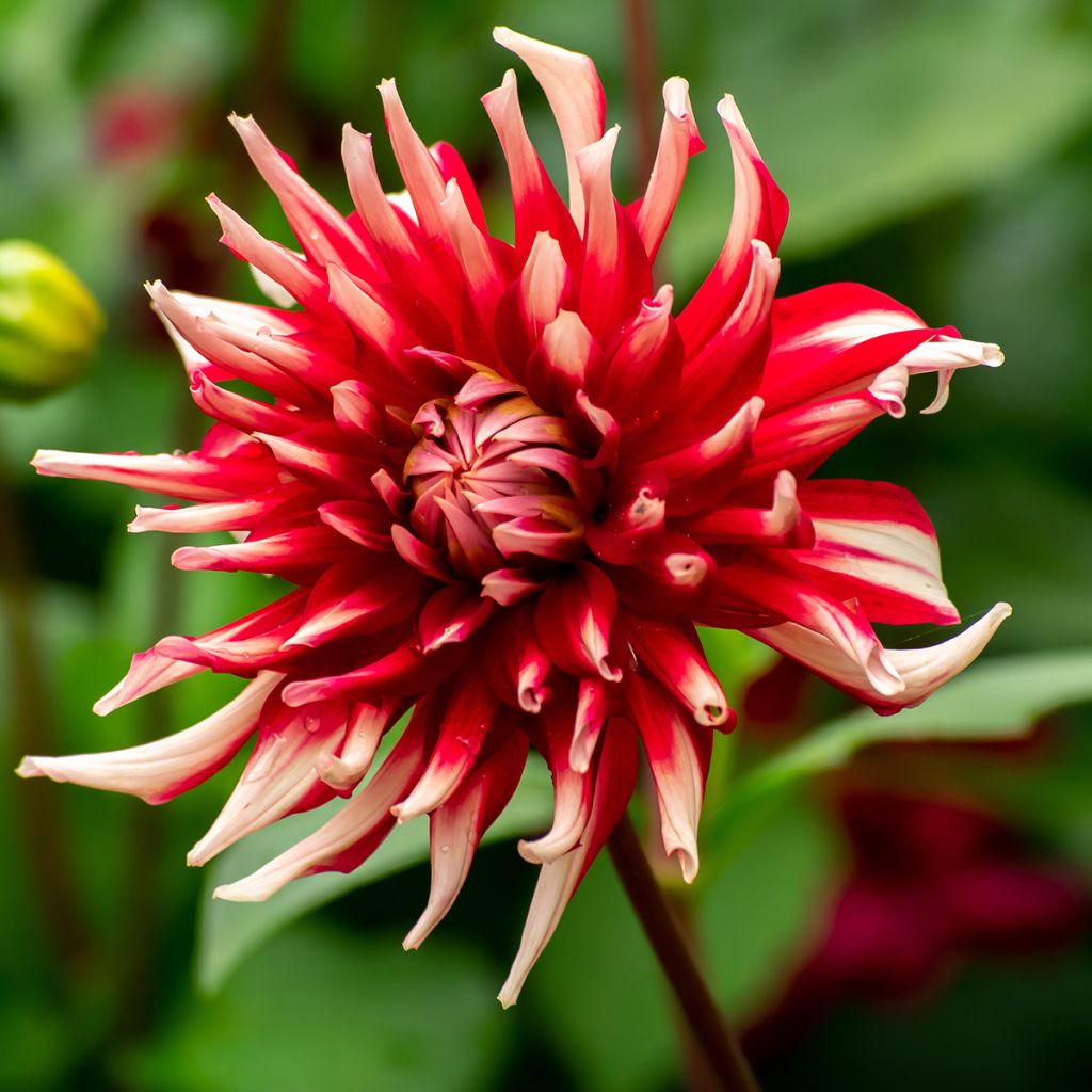 Dahlia Friquolet - cactusdahlia